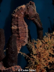"Elegance" Longsnot sea Horse by Carlos Pérez 